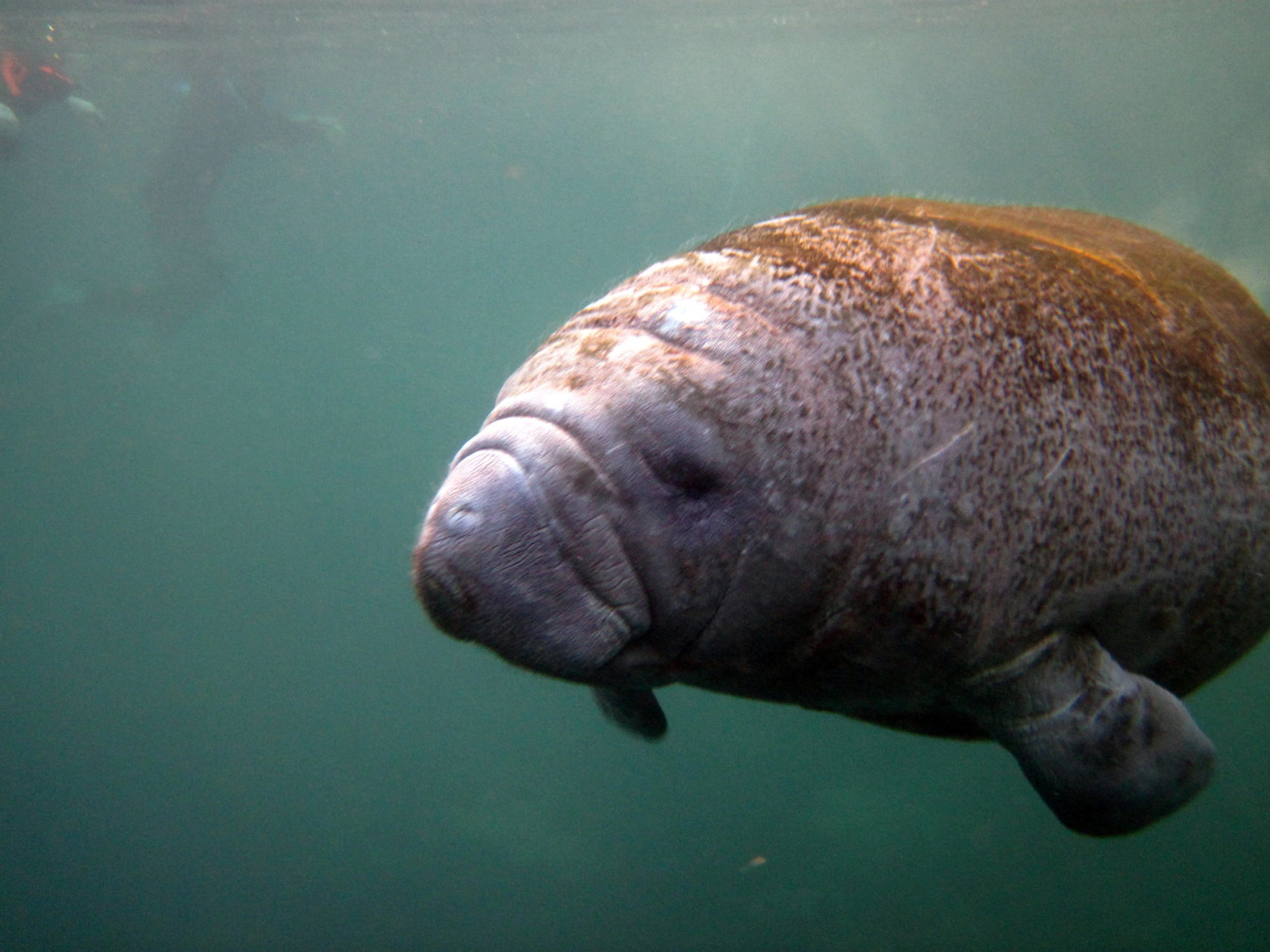 Manatee in the Homosassa River