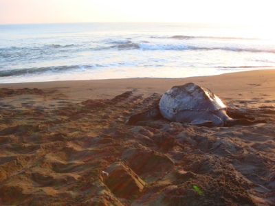 A leatherback turtle at dawn